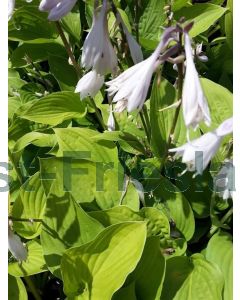 Hosta 'Fortunei Hyacinthina' P9 / 24 per kist