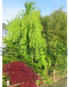 Cercidiphyllum jap. 'Pendulum' C15 200 cm stam