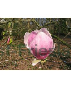 Magnolia soul. 'Rustica Rubra' 175-200 cm C50