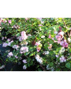 Symphoricarpos d. 'Mother of Pearl' C3