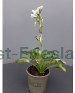 Hosta 'Red Sox' C1.5