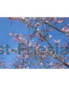 Prunus subh. 'Autumnalis Rosea' 10/12 C35