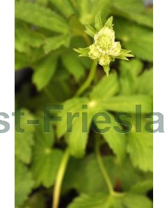 Astrantia maj. 'Primadonna' C2