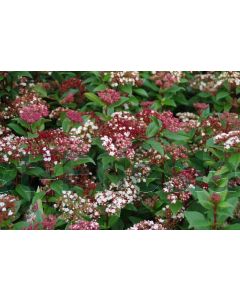 Viburnum tinus 'Spirit' 30-40 cm C5