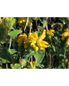 Phlomis fruticosa P9 / 24 per kist