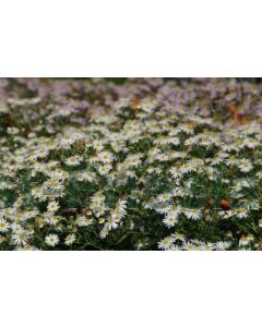 Aster ag. 'Starshine' P9 / 24 per kist