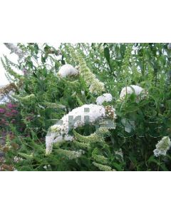 Buddleja dav. 'White Bouquet' C3