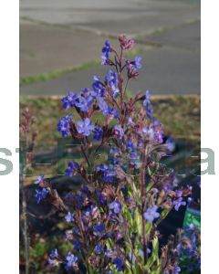 Anchusa azurea 'Dropmore' P9 / 24 per kist