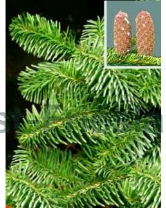 Abies nordmanniana 150-175cm C50