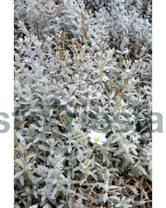 Cerastium tomentosum P9 / 24 per kist