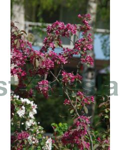 Malus 'Profusion' C65 leischerm