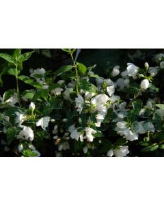 Philadelphus 'Snowbelle' 60-80 cm C5