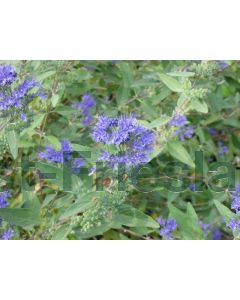 Caryopteris c. 'Heavenly Blue' C2