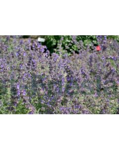 Nepeta faass. 'Senior' P9 / 24 per kist