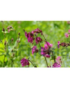 Silene dioica P9 / 24 per kist