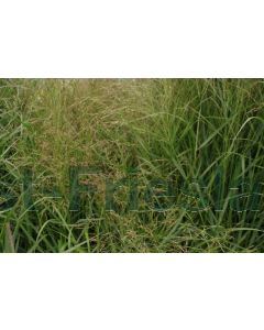 Panicum virg. 'Squaw' P9 / 24 per kist