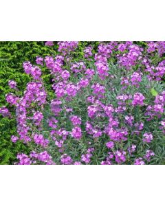 Erysimum 'Bowles Mauve' C2