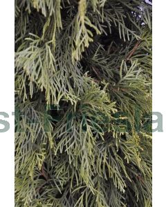 Thuja occ. 'Smaragd' 80-100 cm kluit