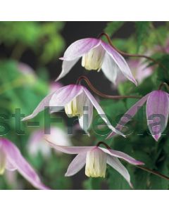 Clematis alpina 'Willy' 75 cm C2