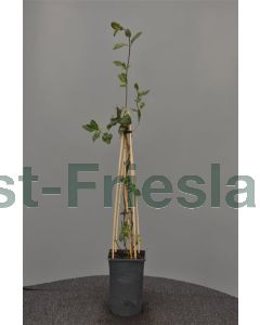 Lonicera periclymenum 75 cm C2