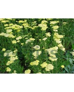 Achillea 'Credo' P9 / 24 per kist