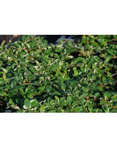 Cotoneaster dammeri P9 / 24 per kist