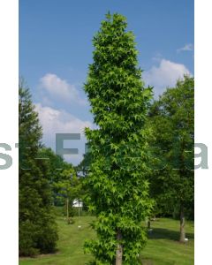 Liquidambar styr. 'Slender Silouette' 300-350 cm C30