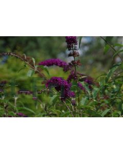 Buddleja dav. 'Royal Red' C7.5