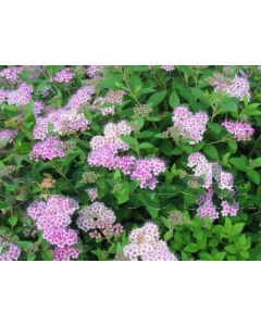 Spiraea jap. 'Little Princess' P14