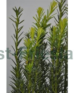 Taxus baccata kluit b100 cm x h200 cm haagelement