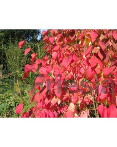 Euonymus planipes 50-60 cm C7.5