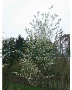 Amelanchier laevis 'Ballerina' 60-80 cm C7.5