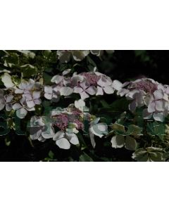 Hydrangea m. 'White Wave' C2