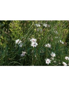 Catananche caerulea 'Alba' P9 / 24 per kist