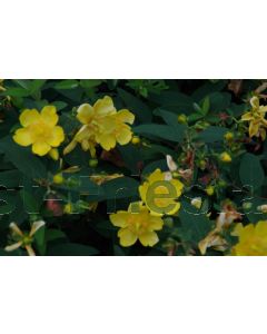 Hypericum androsaemum C3