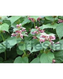 Lamium orvala P9 / 24 per kist