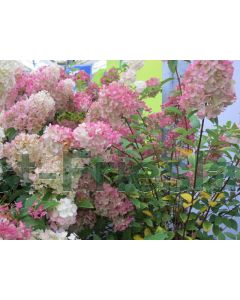 Hydrangea pan. 'Sundae Fraise' C2