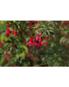 Fuchsia magellanica P9 / 24 per kist