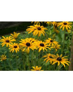 Rudbeckia fulg. deamii P9 / 24 per kist