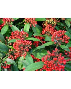 Skimmia reevesiana C2