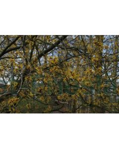 Hamamelis int. 'Arnold Promise' 40-50 cm C3