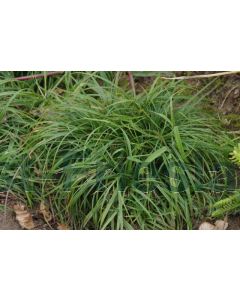 Carex caryophyllea 'The Beatle' P9 / 24 per kist