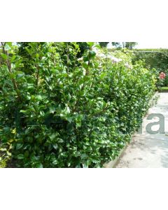 Ilex mes. 'Heckenpreacht' ® 100-120 cm C12