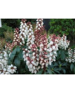 Pieris jap. 'Bonfire' C2