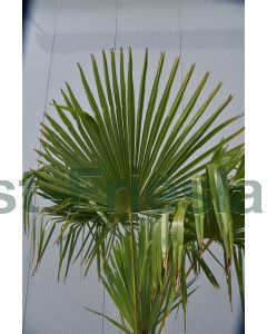 Trachycarpus fortunei C20 40 cm stam