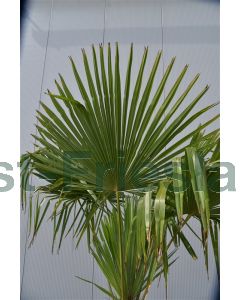 Trachycarpus fortunei C15 30 cm stam