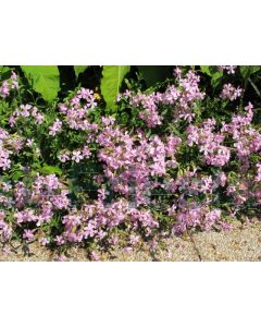 Saponaria lempergii 'Max Frei' P9 / 24 per kist