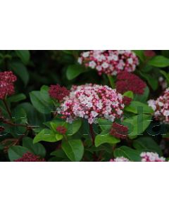 Viburnum tinus 'Lisa Rose'® 25-30 cm C2