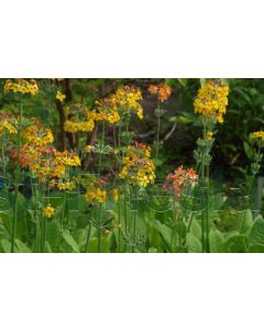 Primula bulleyana P9 / 24 per kist