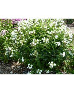 Phlox (P) 'Rembrandt' P9 / 24 per kist